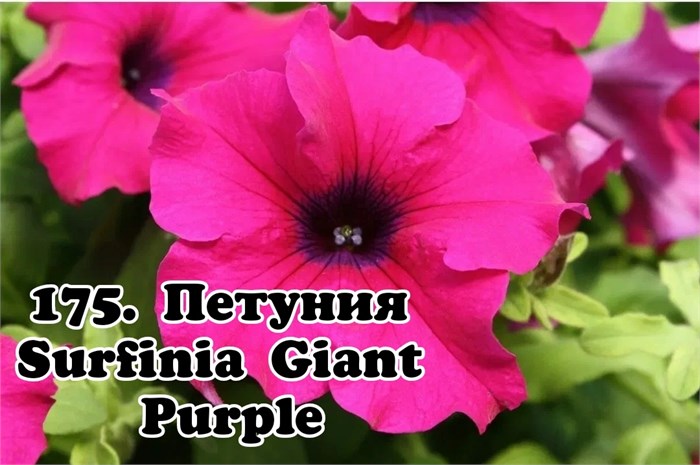 Петуния Surfinia Giant Purple 175 - фото 4567