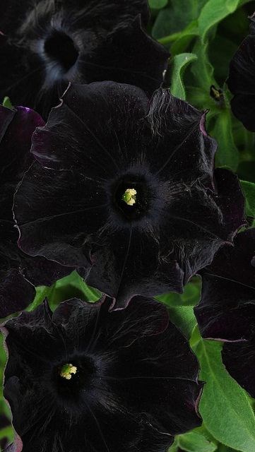 Петуния Ray Black 75 - фото 4637