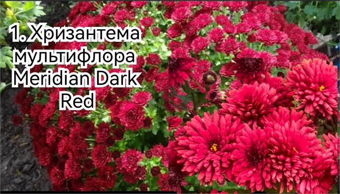 Хризантема   мультифлора Red Х 1 - фото 4698