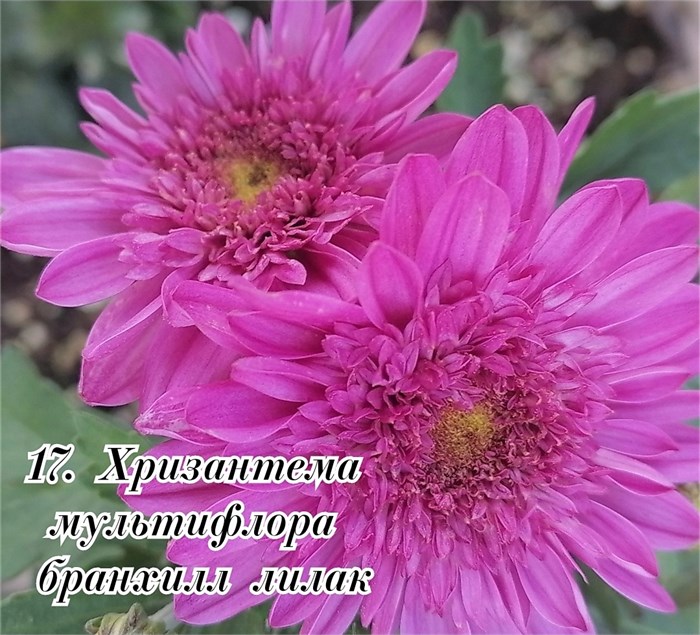 Хризантема мультифлора Бранхилл лилак Х17 - фото 4708