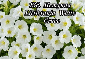 Петуния Littletunia White Grace 138