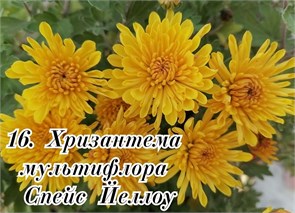 Хризантема мультифлора Spels Eloy Х16