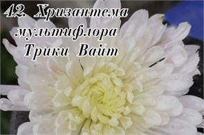 Хризантема мультифлора Трики Вайт Х42