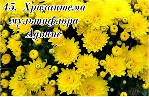 Хризантема мультифлора Адонис Х45