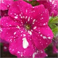 Петуния Constellation Magenta Comer 4 - фото 4611