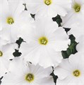 Петуния Ovation White 9 - фото 4615