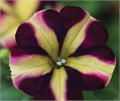 Петуния AMORE fiesta 83 - фото 4641