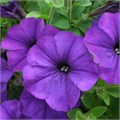 Петуния Potunia Picolla Cobalt Blue 272 - фото 4672