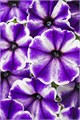 Петуния Крейзитуния Blue lce 274 - фото 4673