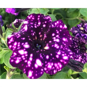 Петуния Surprise Sparkling Purple 34