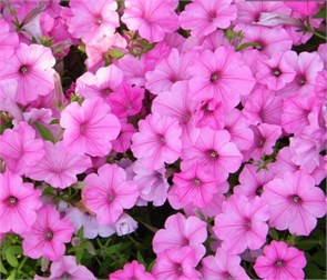 Петуния Supertunia vista bubblegum 229