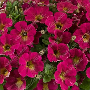 Петуния Capella Sangria 261
